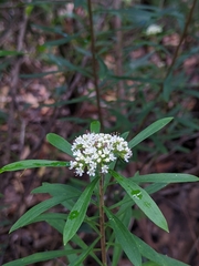 Platysace lanceolata