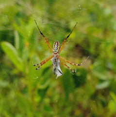 Argiope catenulata