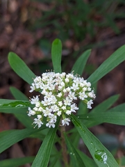Platysace lanceolata