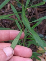 Platysace lanceolata