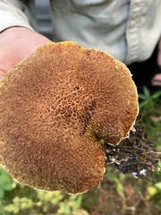 Suillus ampliporus