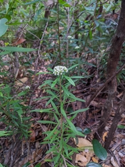 Platysace lanceolata