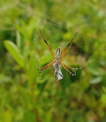 Argiope catenulata