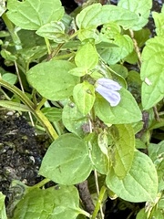 Scutellaria lateriflora