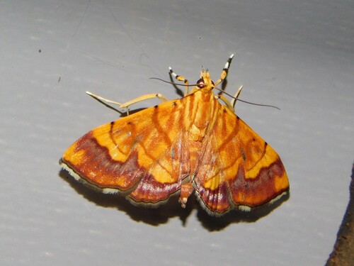 Cryptosara caritalis