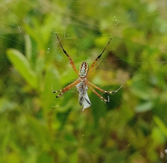 Argiope catenulata