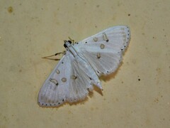 Palpita