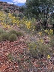 Acacia murrayana