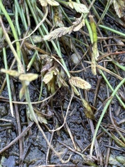 Cyperus flavescens