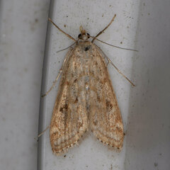 Parapoynx allionealis