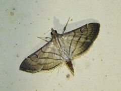 Marasmia trapezalis
