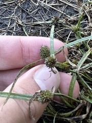 Cyperus brevifolius
