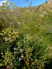 Cnidium dauricum