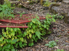 Rhynchoglossum obliquum