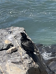 Microcarbo coronatus