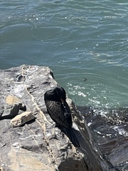 Microcarbo coronatus