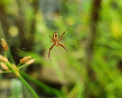 Argiope aemula