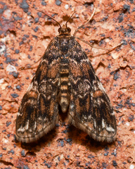 Elophila responsalis