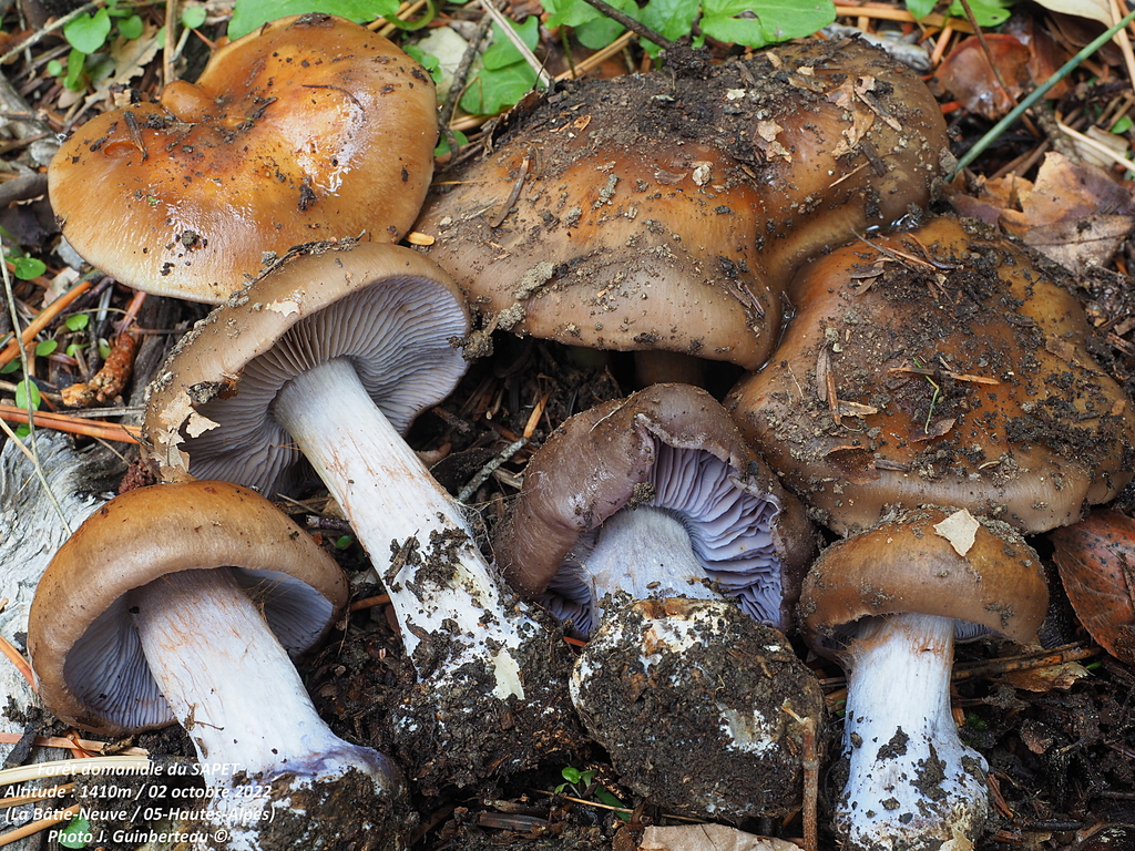 Phlegmacium camptoros
