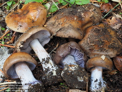 Phlegmacium camptoros