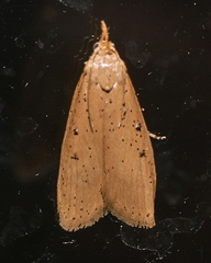 Lamoria idiolepida