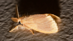Euproctis fimbriata