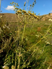 Cnidium dauricum