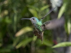 Chrysuronia oenone