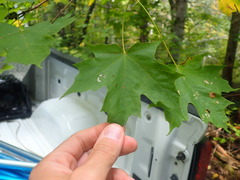 Vasates aceriscrumena