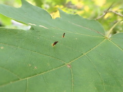 Vasates aceriscrumena