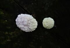 Reticularia