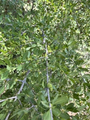 Forestiera pubescens