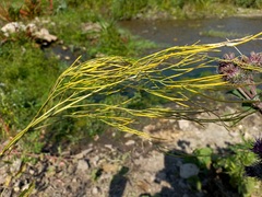 Sisymbrium volgense