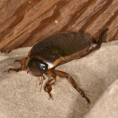 Dytiscus fasciventris