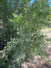 Forestiera pubescens