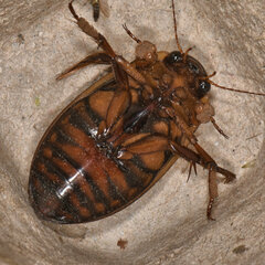 Dytiscus fasciventris