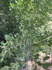 Forestiera pubescens