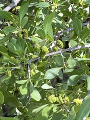 Forestiera pubescens