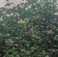 Streptopelia orientalis orii