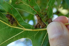 Melikaiella ostensackeni