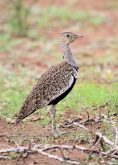 Eupodotis ruficrista