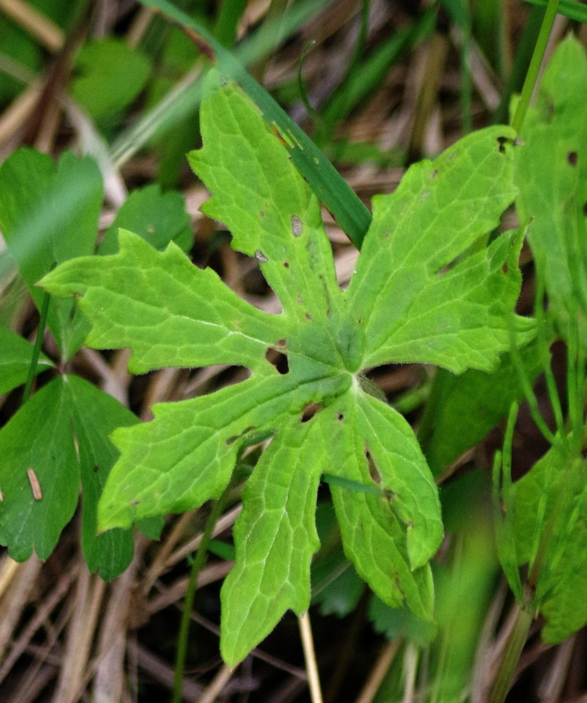 Western Sweet Coltsfoot from Cochrane District, ON, Canada on June 16 ...