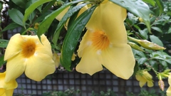Allamanda