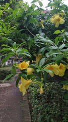 Allamanda