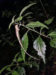 Calotes emma