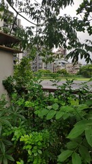 Streptopelia orientalis orii