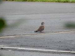 Streptopelia orientalis orii
