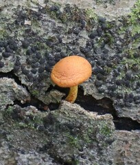 Flammulaster erinaceellus