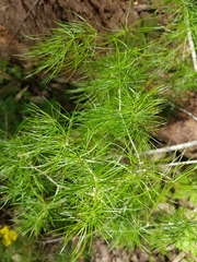 Asparagus retrofractus