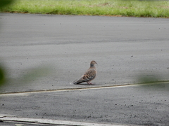 Streptopelia orientalis orii